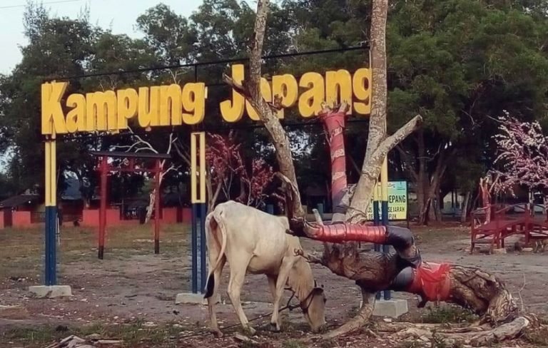 Waduh Parah nih, 'Kampung Jepang' di Batu Bara Tak Terurus lagi, Kini malah Jadi Tempat Gembala ...